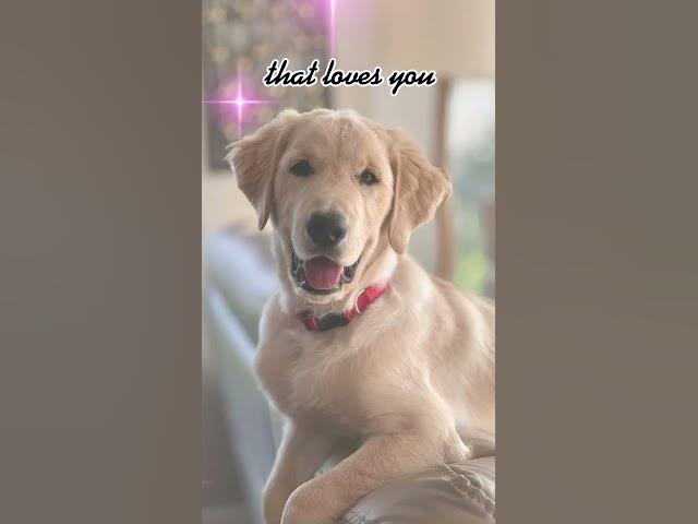 Video thumbnail for The Unconditional Love of Dogs