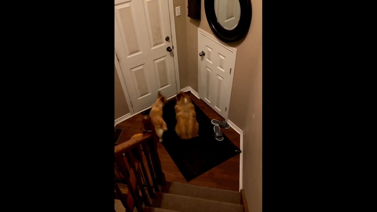 Video thumbnail for Corgis Wait Patiently at the Door for Their Owner