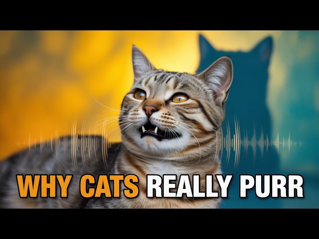 Video thumbnail for What Your Cat’s Purrs Really Mean (It’s Not Always Happiness)