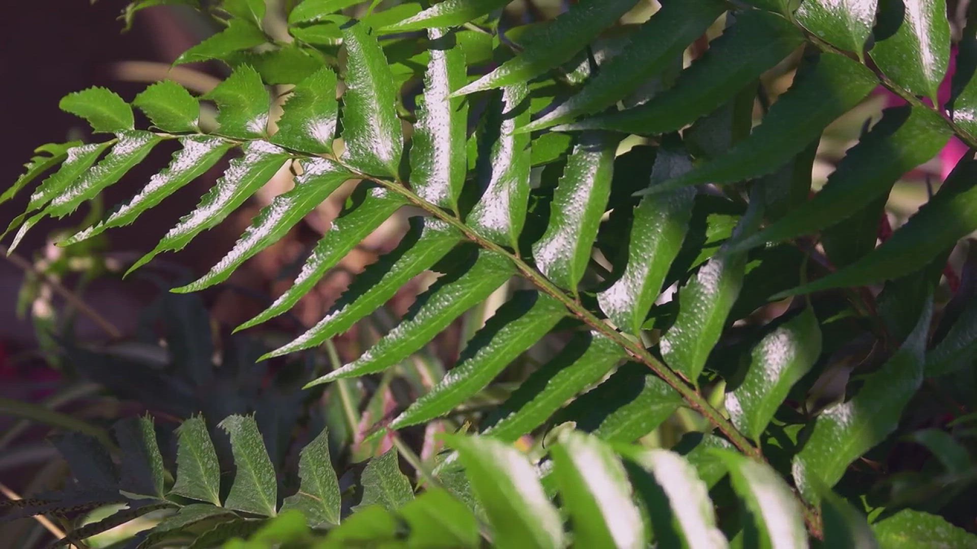 'Video thumbnail for How to Grow Areca Palms in the House'