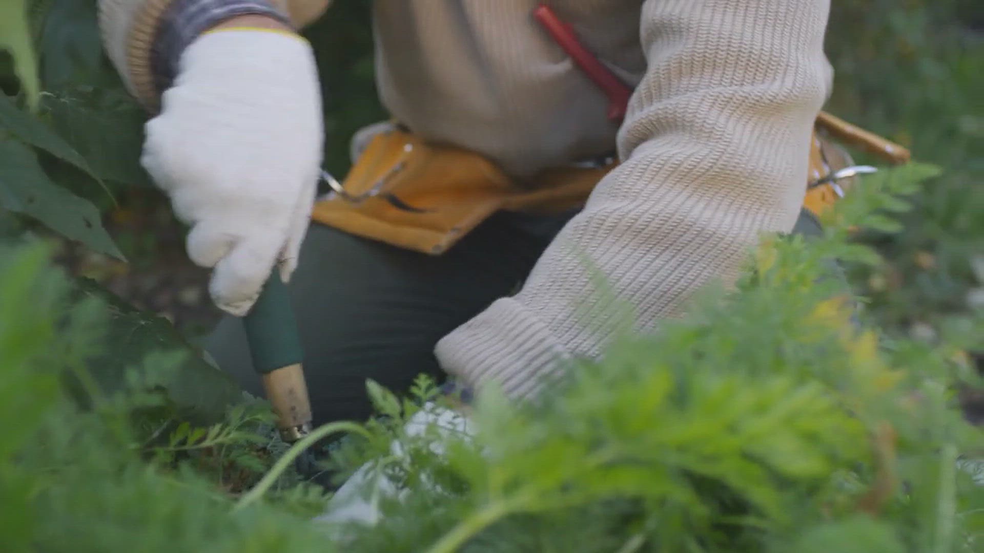 'Video thumbnail for Tips for Growing Carrots in Your Backyard'