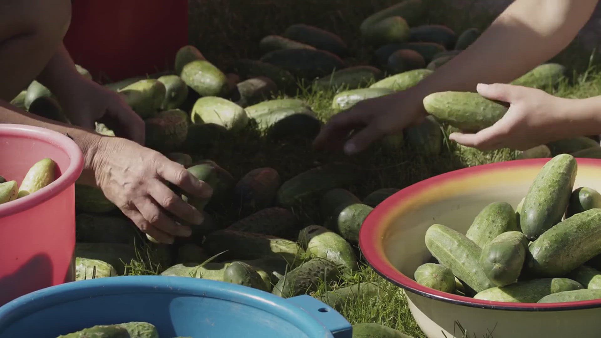 'Video thumbnail for How to Create a Garden with Cucumber Plants'