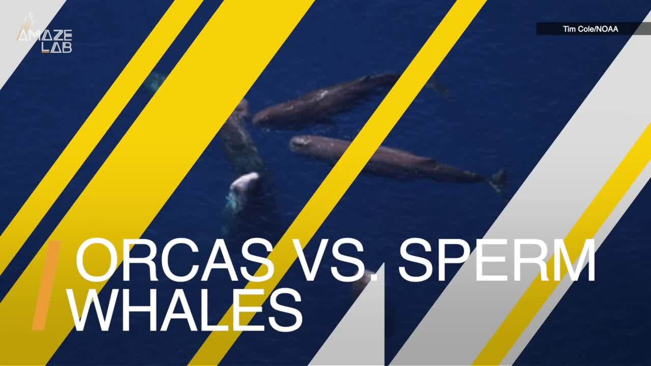 Video thumbnail for A closer look: Sperm whales use poop against orcas