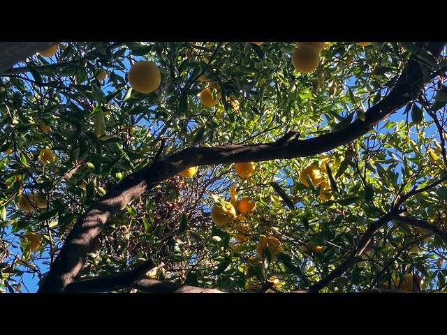 Video thumbnail for What date is it? (Autumn) - That’s law