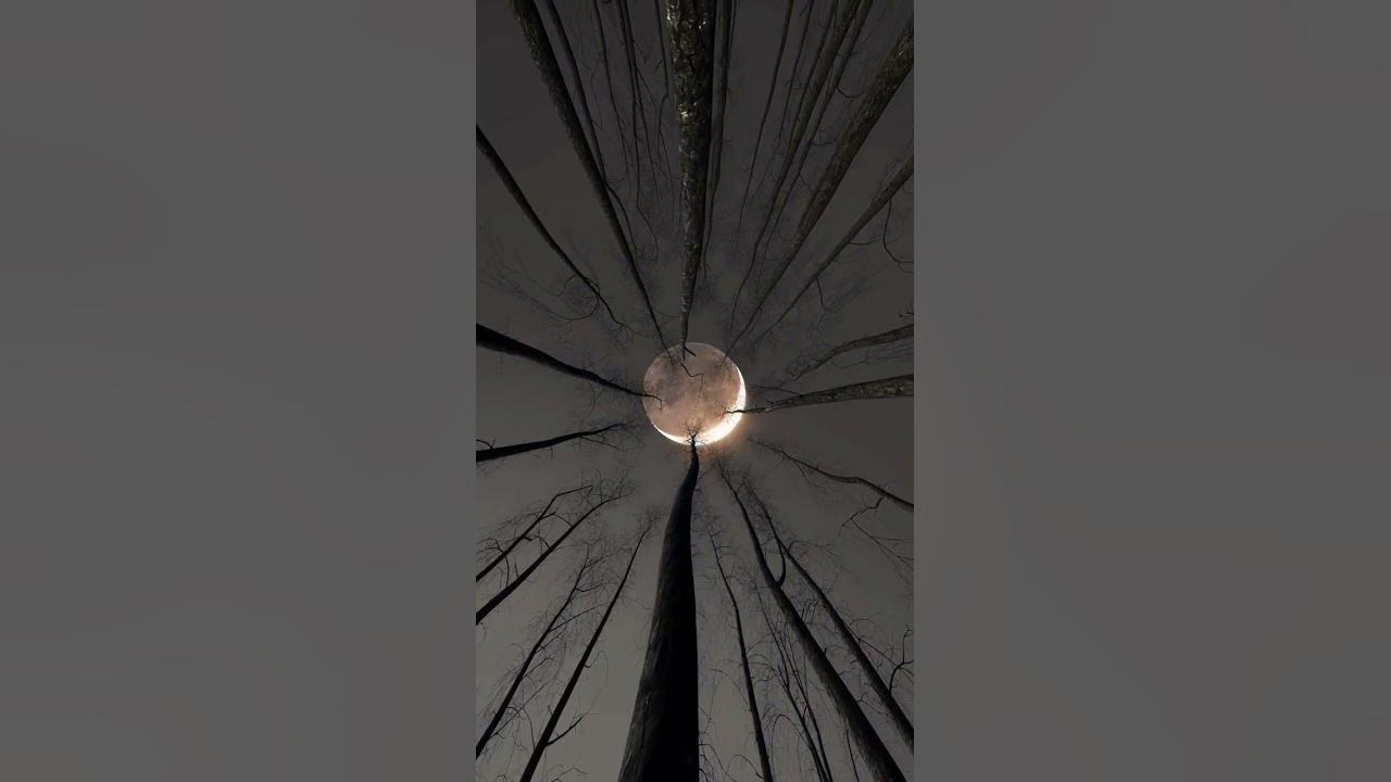 Video thumbnail for #nature butterfly #status #whatsappstatus #reels #omxmedia