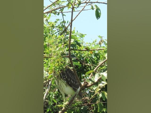 Video thumbnail for all baby birds sound at fields 1 1