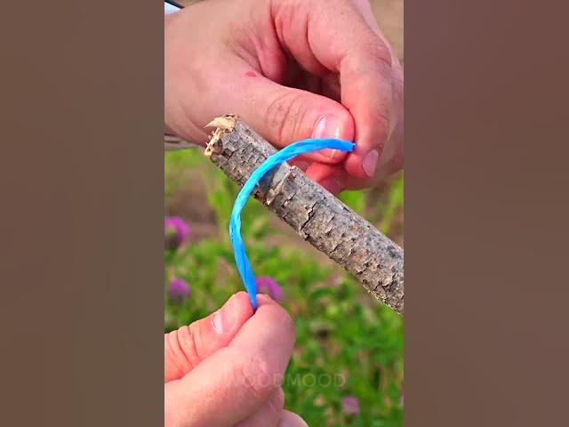 Video thumbnail for Piège à Poulet FACILE ! #Tuto #Jardin #Astuce 🦃🙆 ♀️