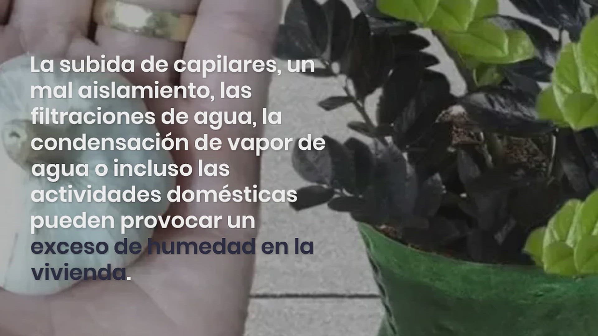 Video thumbnail for 10 plantas que absorben la humedad en la casa en invierno: