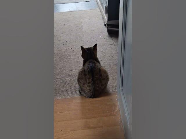 Video thumbnail for what is going on here? Tiggs? what is Tiggs telling Ghost?