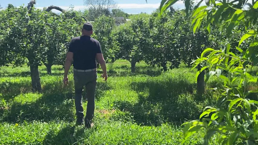 Video thumbnail for Emergency aid sought for Hudson Valley farms devastated by spring freeze