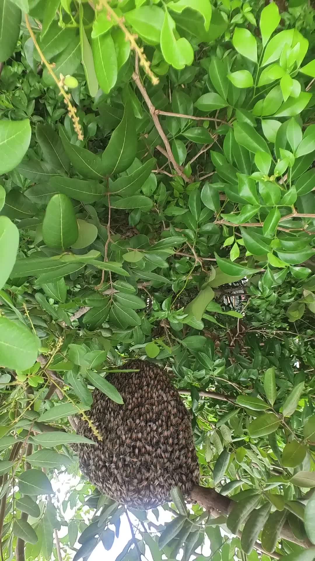 Video thumbnail for Gain bee on tree fruit