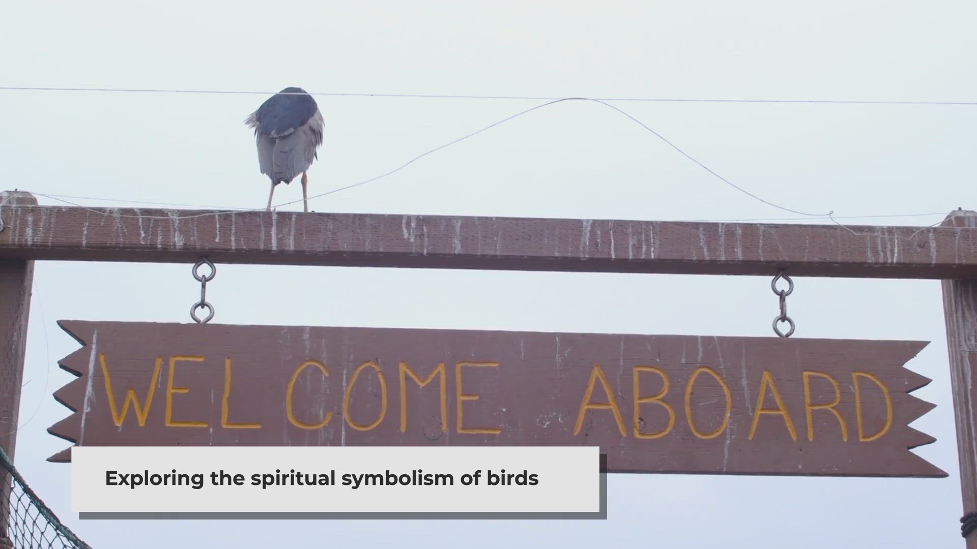 Video thumbnail for Feathered Messengers: Decoding the Spiritual Significance of Bird Omens