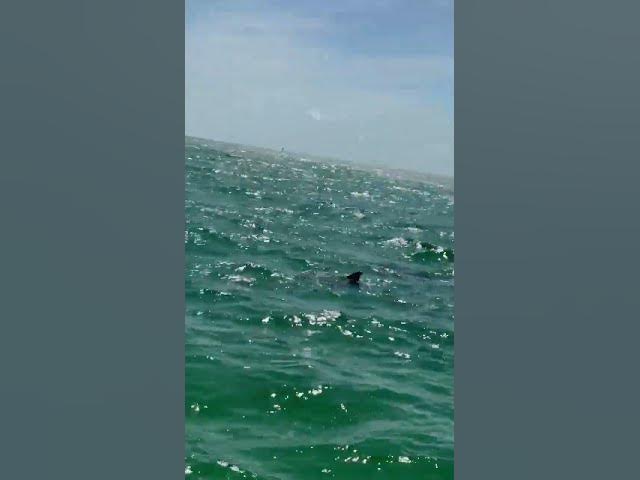 Video thumbnail for Destin Dolphins