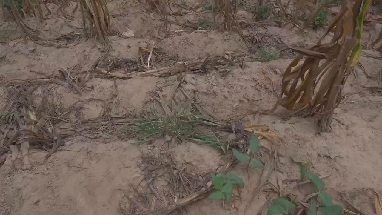 Video thumbnail for US: Africa's hungry population tops world: UN report.