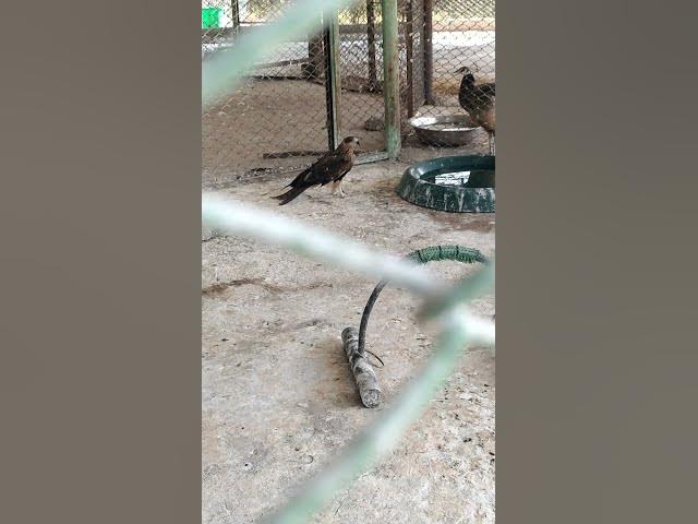 Video thumbnail for Himalayan Owl 🦉 | Silent Guardian of the Mountains