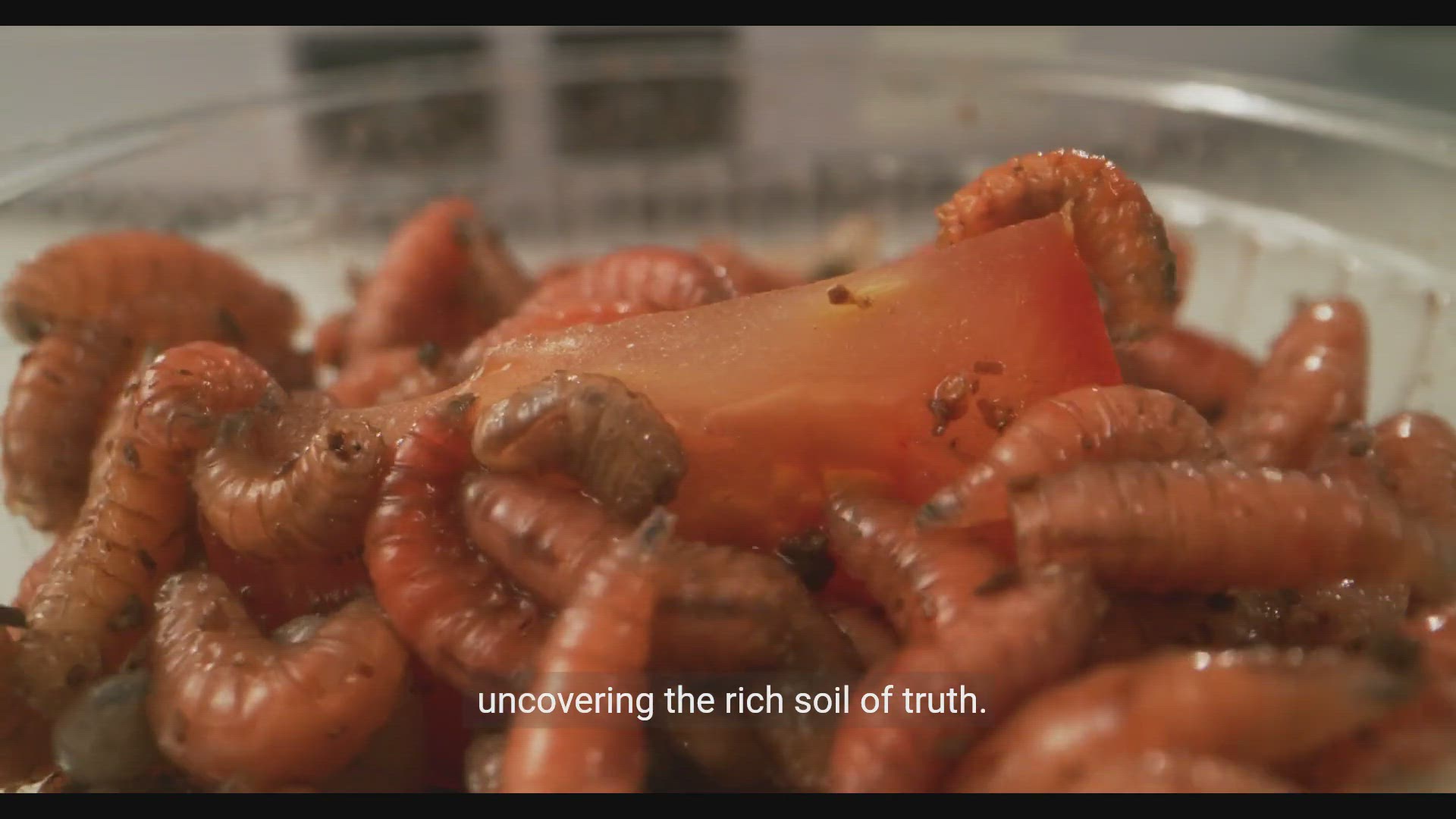 'Video thumbnail for Garden Mythbusters_ Unearthing the Truth Behind Gardening Tips'