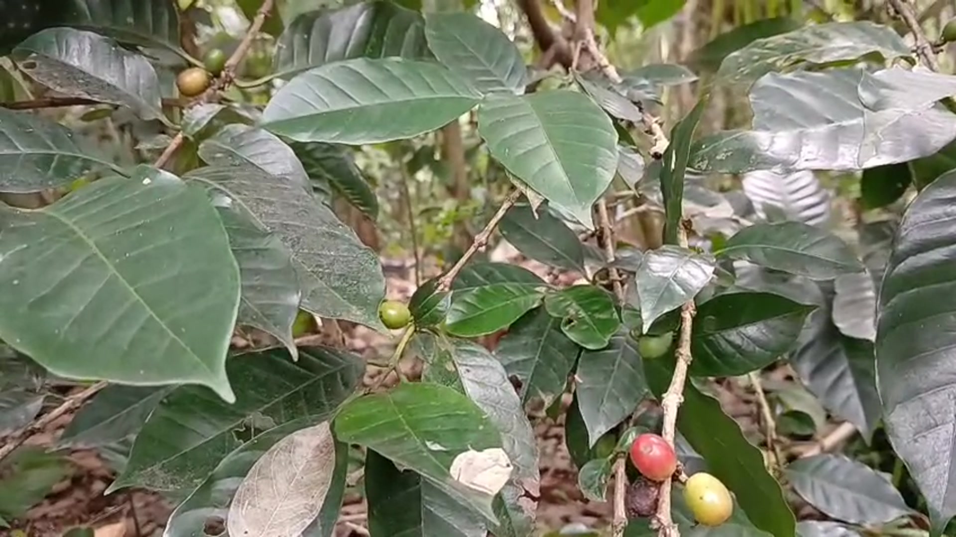 Video thumbnail for This Is How Coffee Grows ☕🍒 On the Tree
