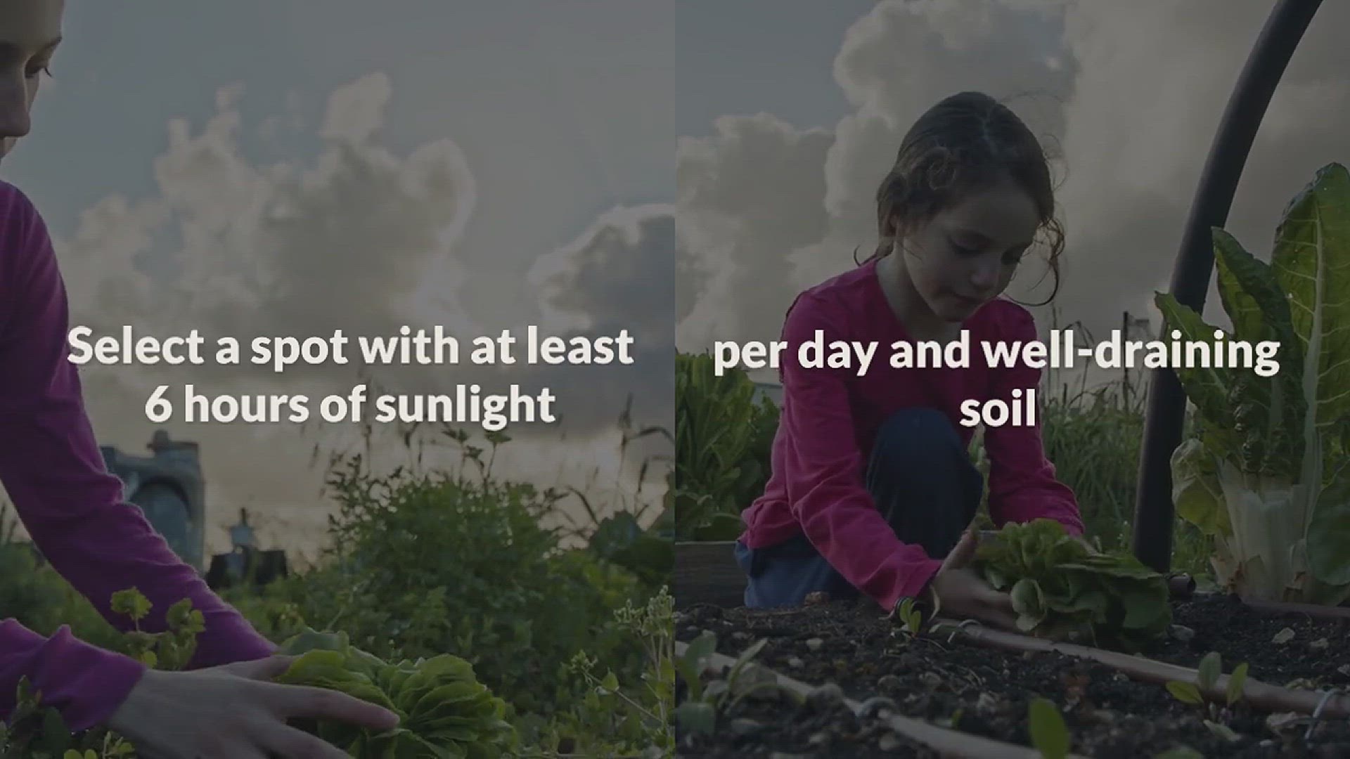 'Video thumbnail for How to Grow Lettuce in Your Backyard'