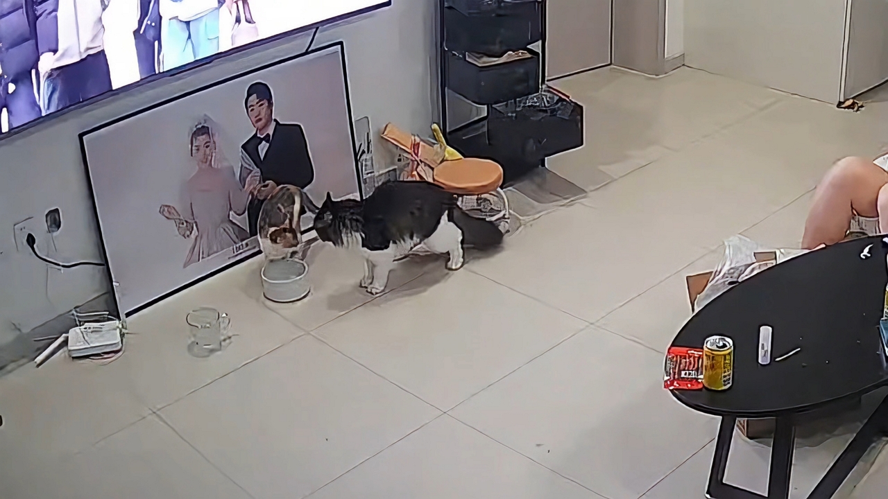 Video thumbnail for Cat Surprised by Another Cat Eating Its Food in Tianjin