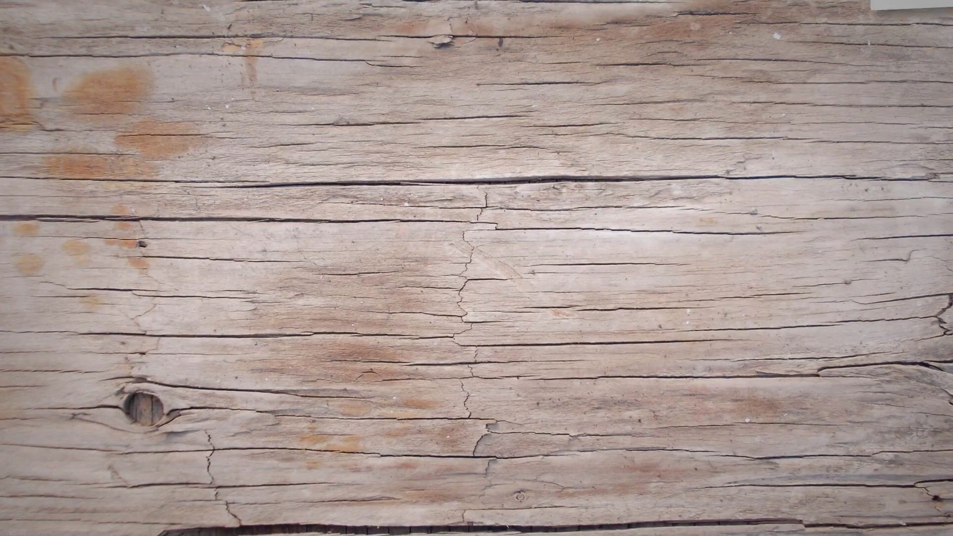 Video thumbnail for 9 Giant Facts: How Big do Boer Goats Get?