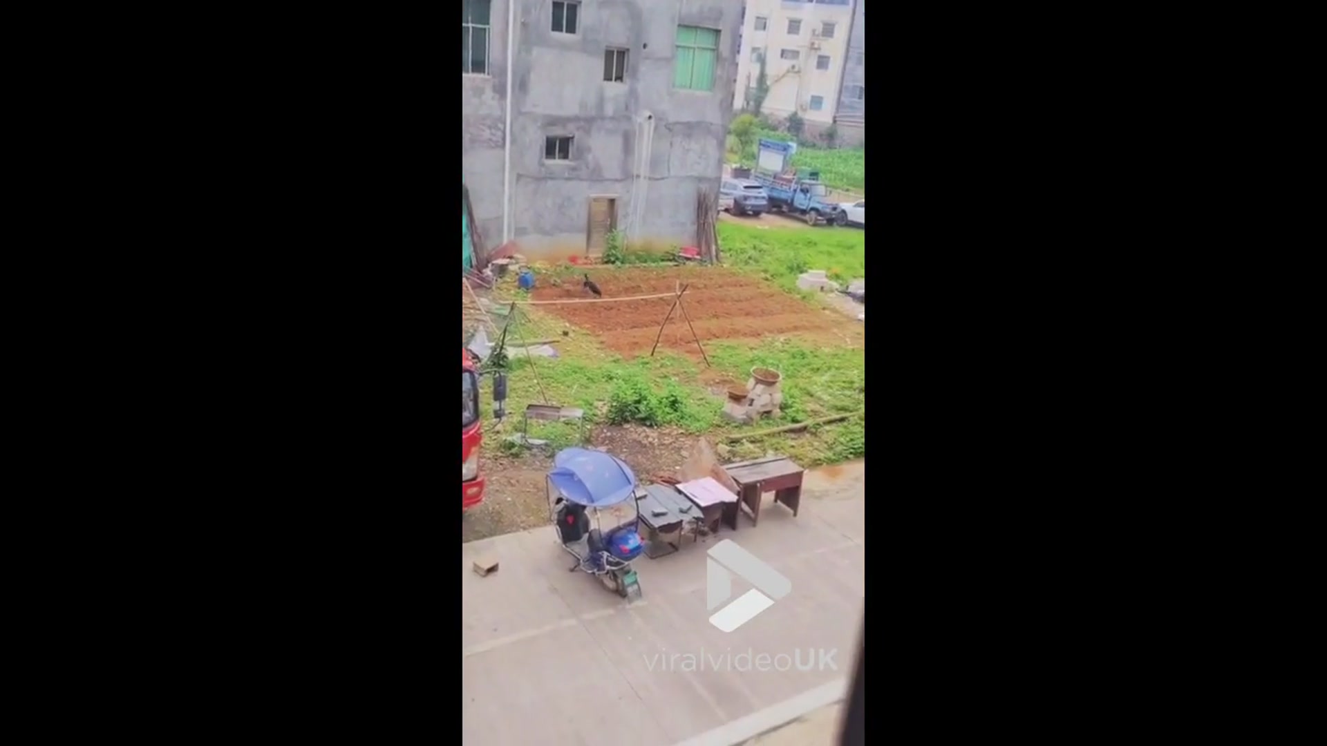 'Video thumbnail for VV5040 Eager dog in jumps off balcony to join friends for playtime'