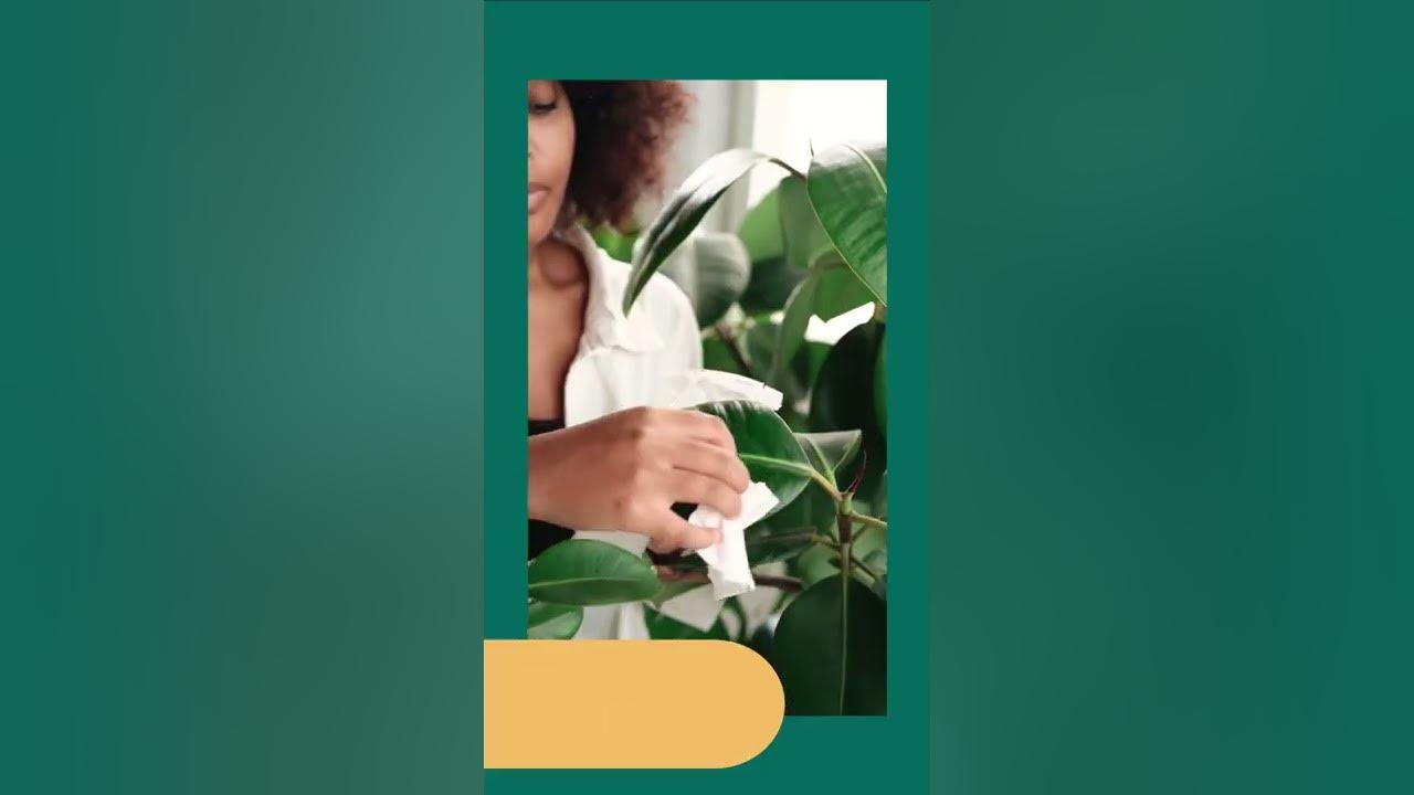 Video thumbnail for Indoor Plant Care - Tips for Care Household Plants 🌱