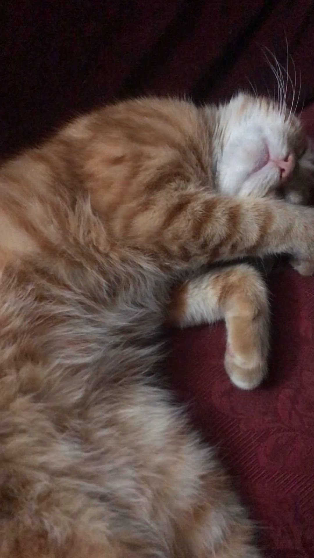 Video thumbnail for Georgie