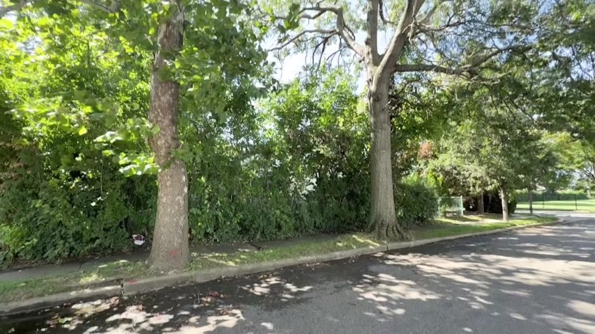 Video thumbnail for Plainview residents fight planned removal of trees damaging sidewalks