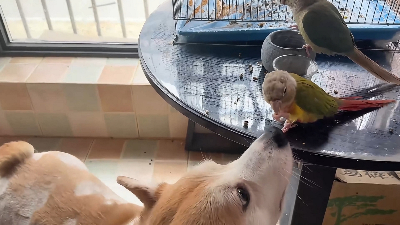 Video thumbnail for Corgi Gently Licks Parrot’s Beak Out of Curiosity