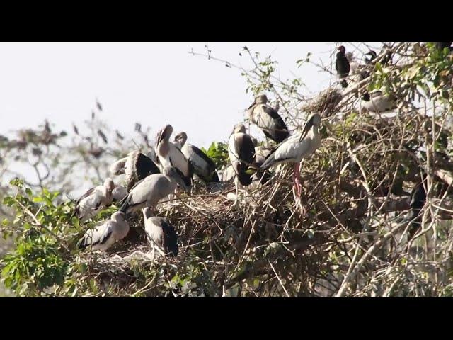 Video thumbnail for Top Area lake for crane birds made nest alot here Hours #100026