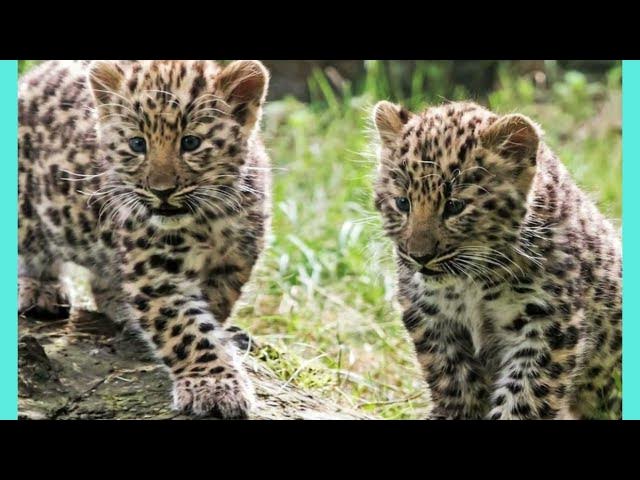 Video thumbnail for 10 animals that will go extinct in 2050