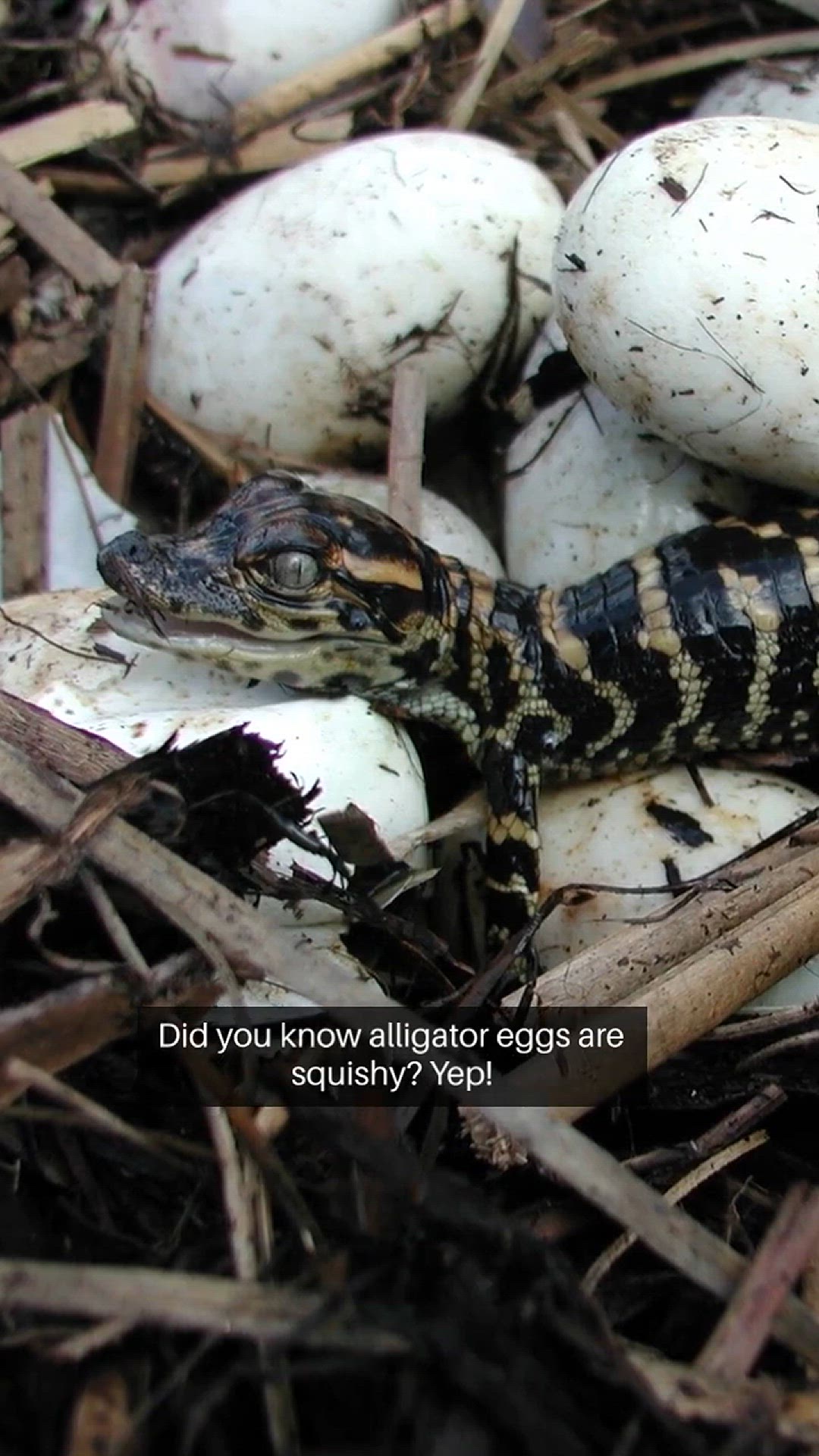 Video thumbnail for Did you know? Alligator eggs are squishy! #shorts #alligator