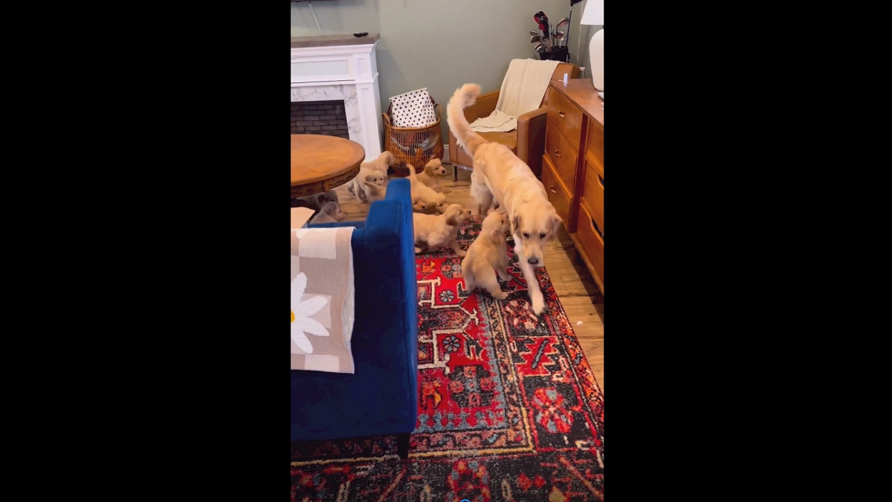 Video thumbnail for Dog Millie Makes a Hilarious Escape From Playful Cubs
