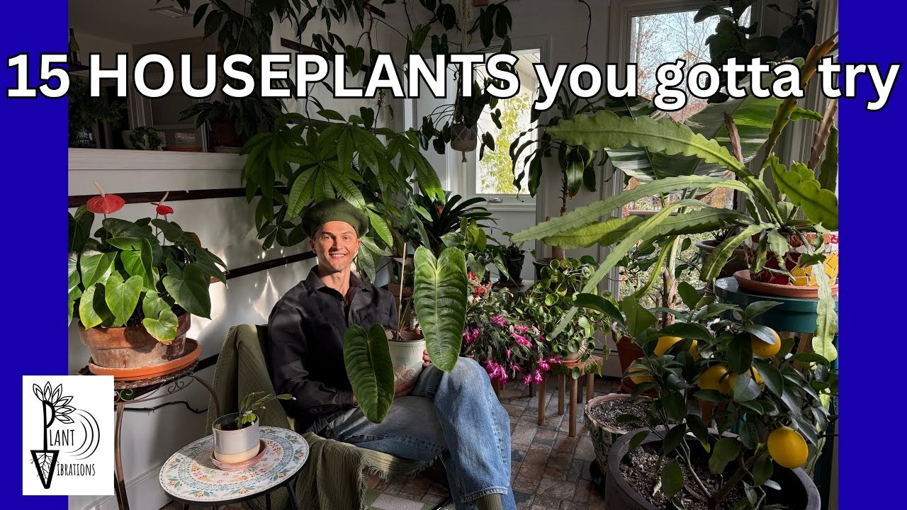 Video thumbnail for 15 Great & Unique HOUSEPLANTS to Grow