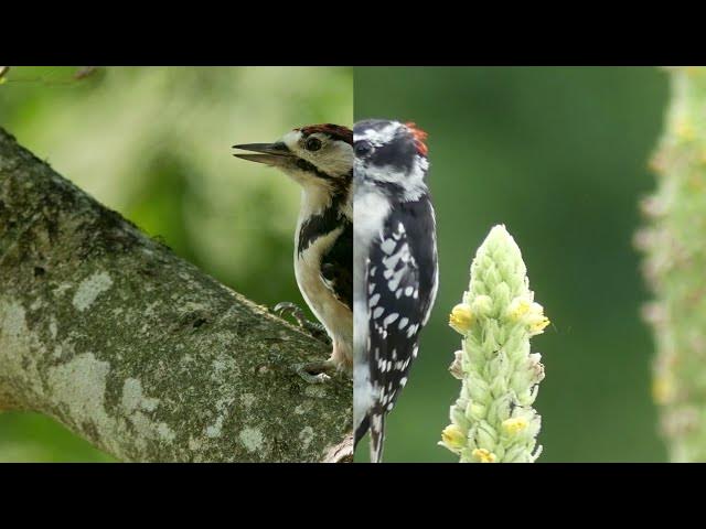 Video thumbnail for Birdwatching in Michigan: Finding and Identifying Woodpeckers
