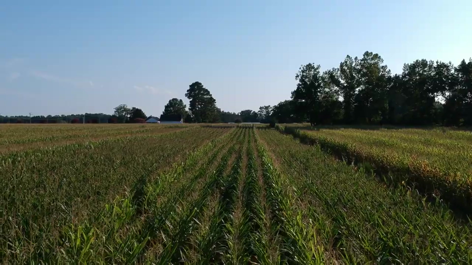 Video thumbnail for Peppered Bacon Wrapped Corn on the Cob(720P_HD)