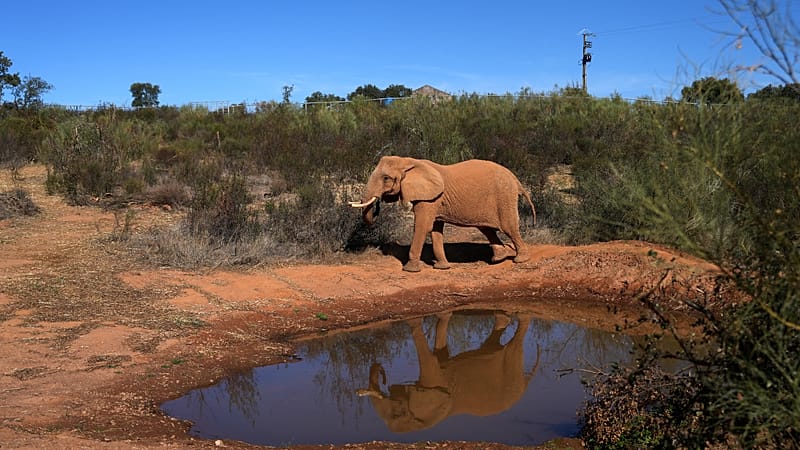 Video thumbnail for Portugal’s last circus elephant begins a new life at wildlife sanctuary