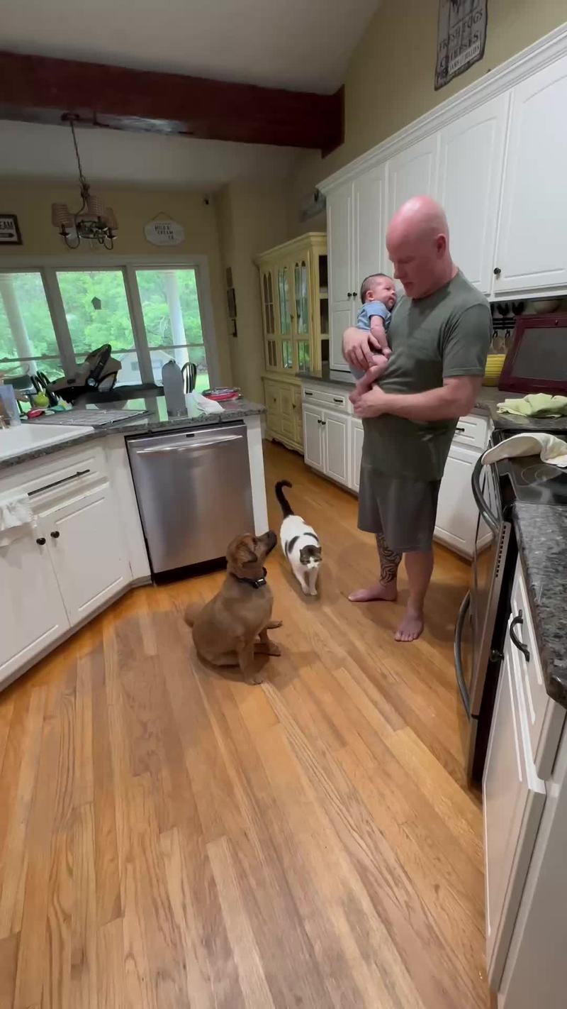 Video thumbnail for Grandson Meets the Pack of Dogs and Cats