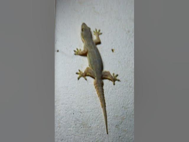Video thumbnail for The gecko lizard wait eat food 🦎#gecko #geckos #reptiles #lizard #exoticpet #Tuko