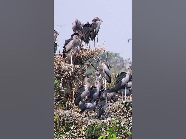 Video thumbnail for Wild bird & Nest a lot birs EP 31 #birds #nestbird #birdalot #birdfeed #birdeat