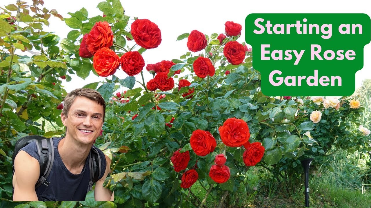 Video thumbnail for How to Create a Modern ROSE GARDEN - Easy to Care For, Fragrant, Beautiful
