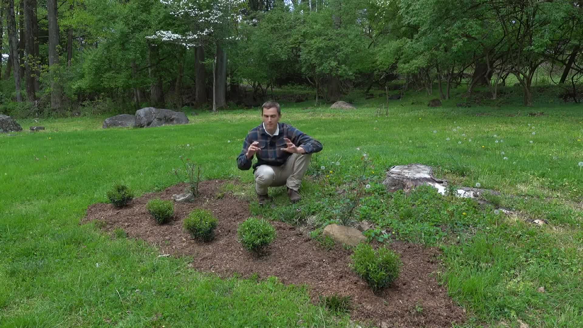 Video thumbnail for How to Create a Modern ROSE GARDEN - Easy to Care For, Fragrant, Beautiful