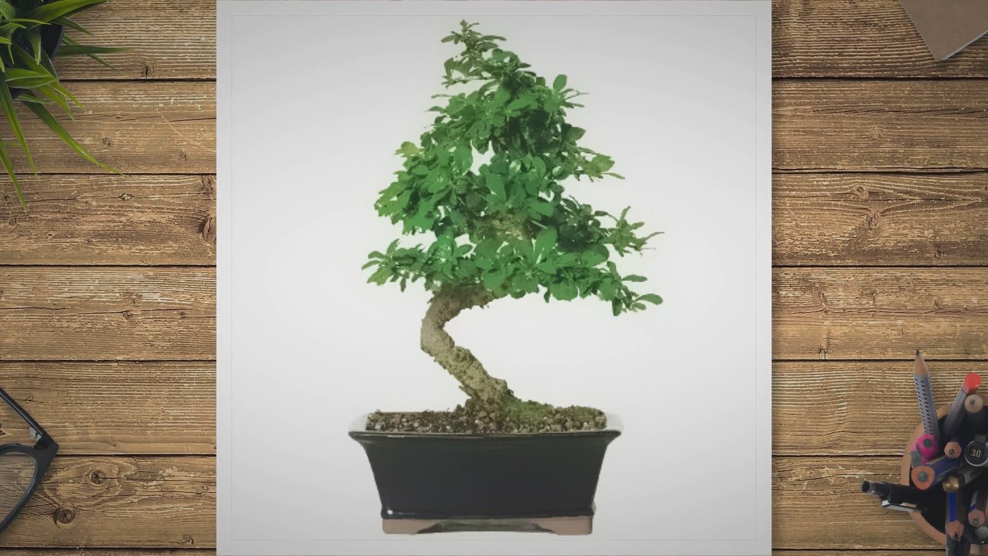 Video thumbnail for Fukien tea bonsai care