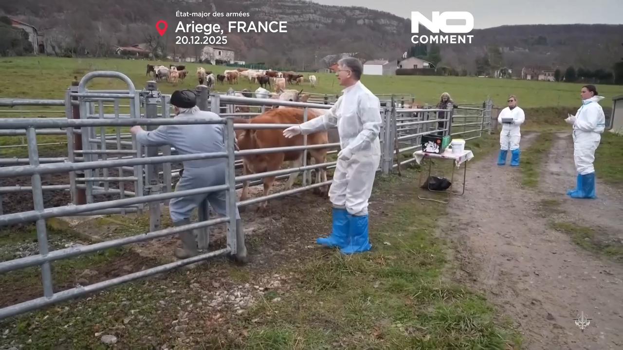 Video thumbnail for France deploys armed forces to fight cattle disease outbreak