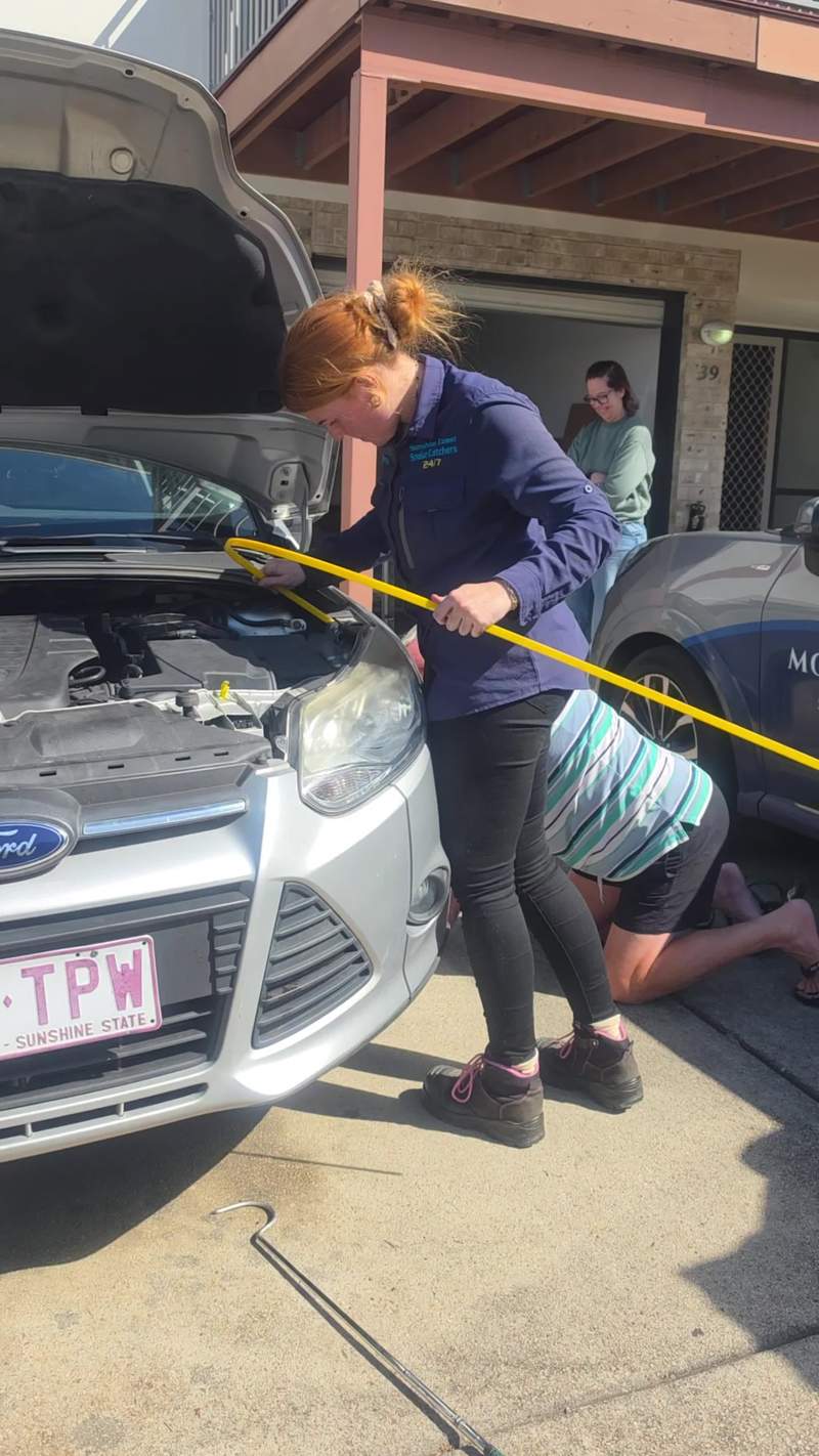 Video thumbnail for Coastal Carpet Python Rescued from Car Engine Bay