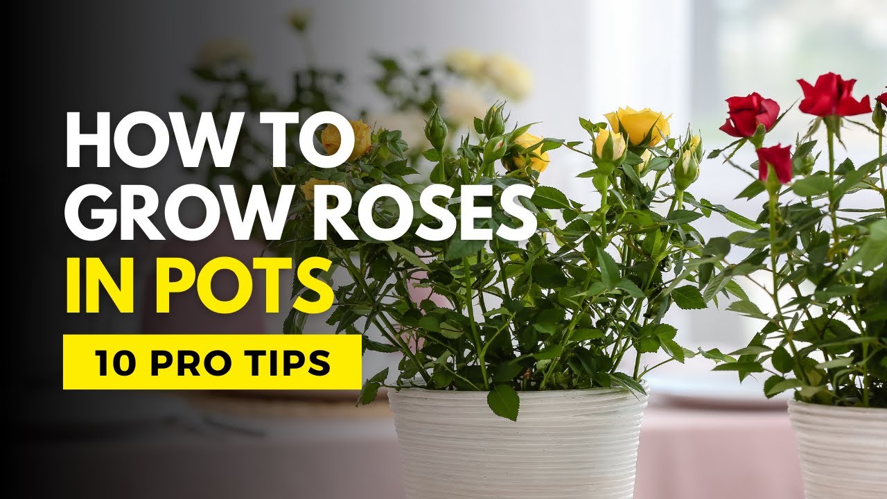 Video thumbnail for 🌹 10 Pro Tips for Blooming Roses in Pots!