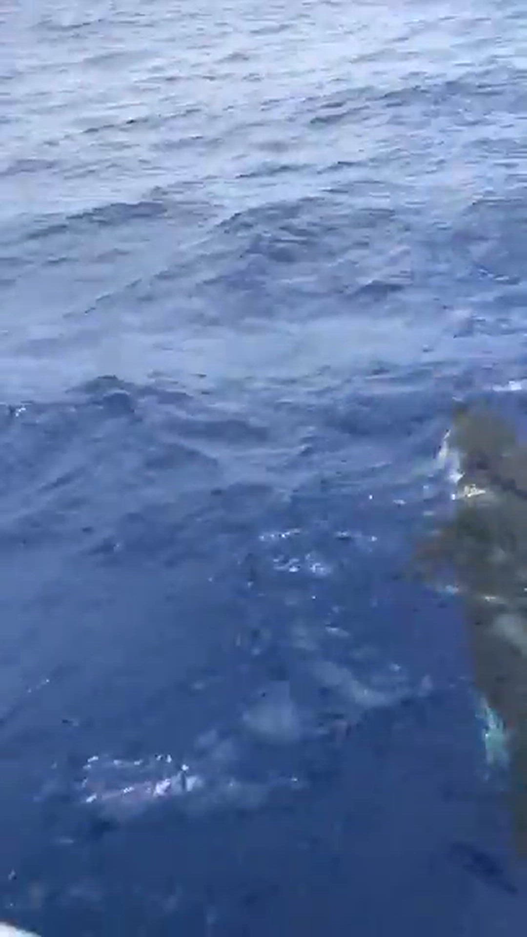'Video thumbnail for Killerwale töten nicht vor der Küeste von Mogán'