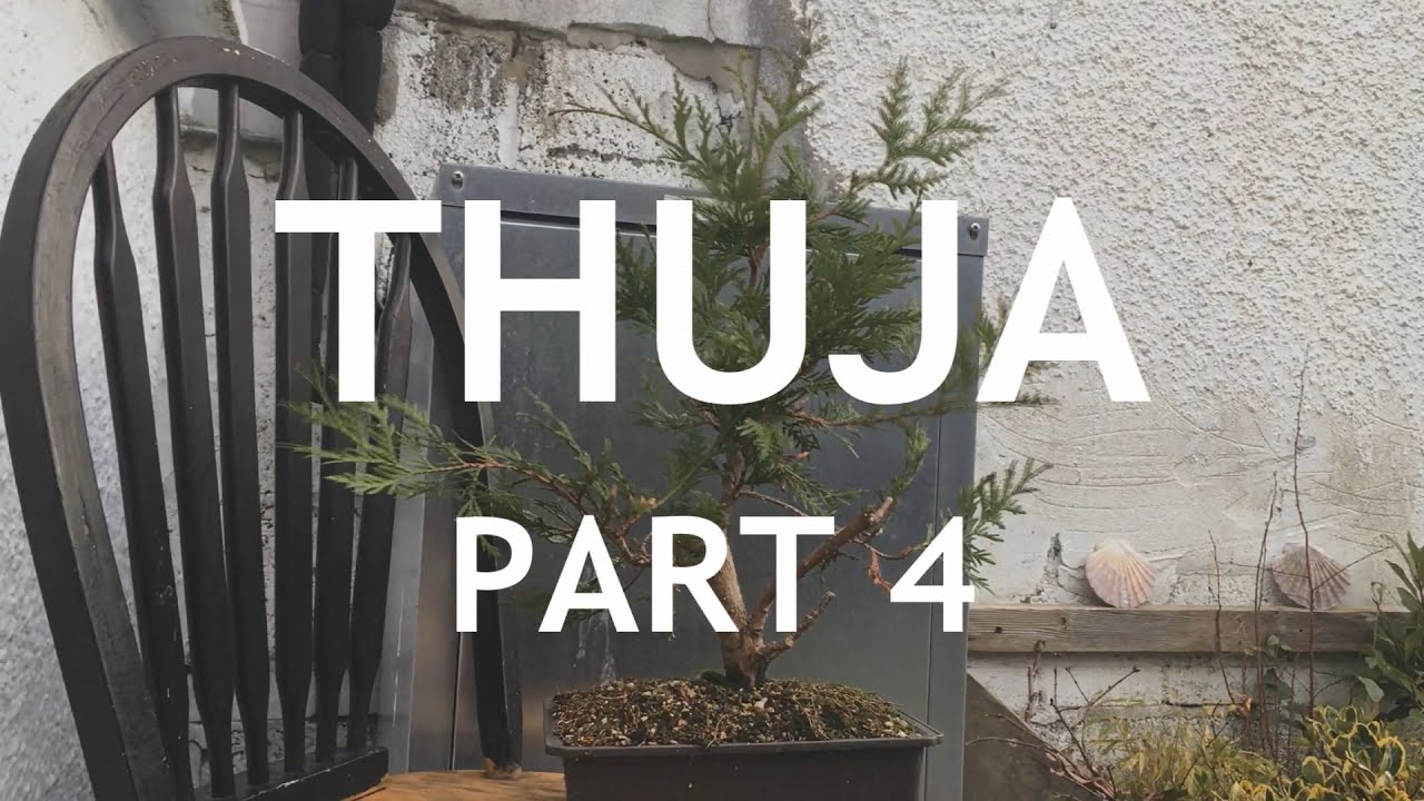 Video thumbnail for Thuja Bonsai, 4