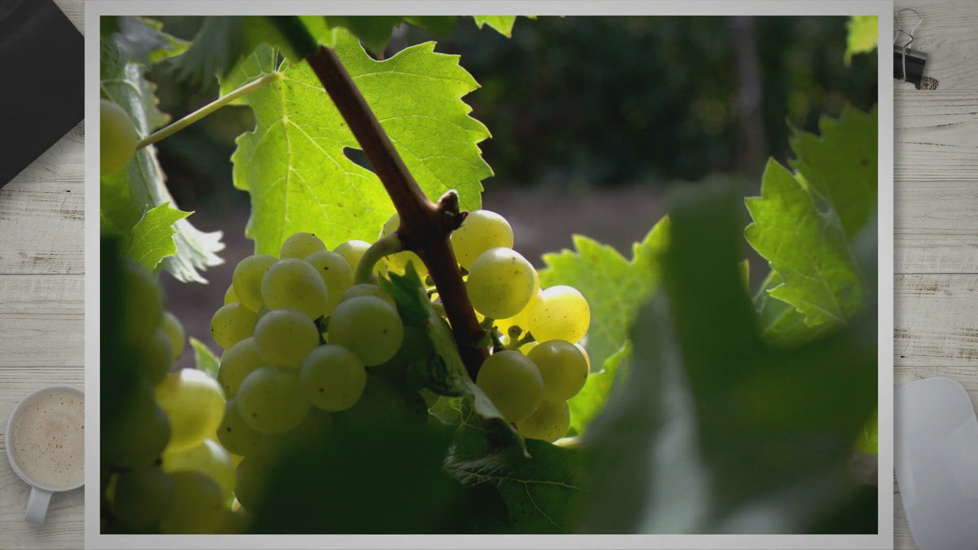 Video thumbnail for Getting Started: A Comprehensive Guide to Grape Cultivation