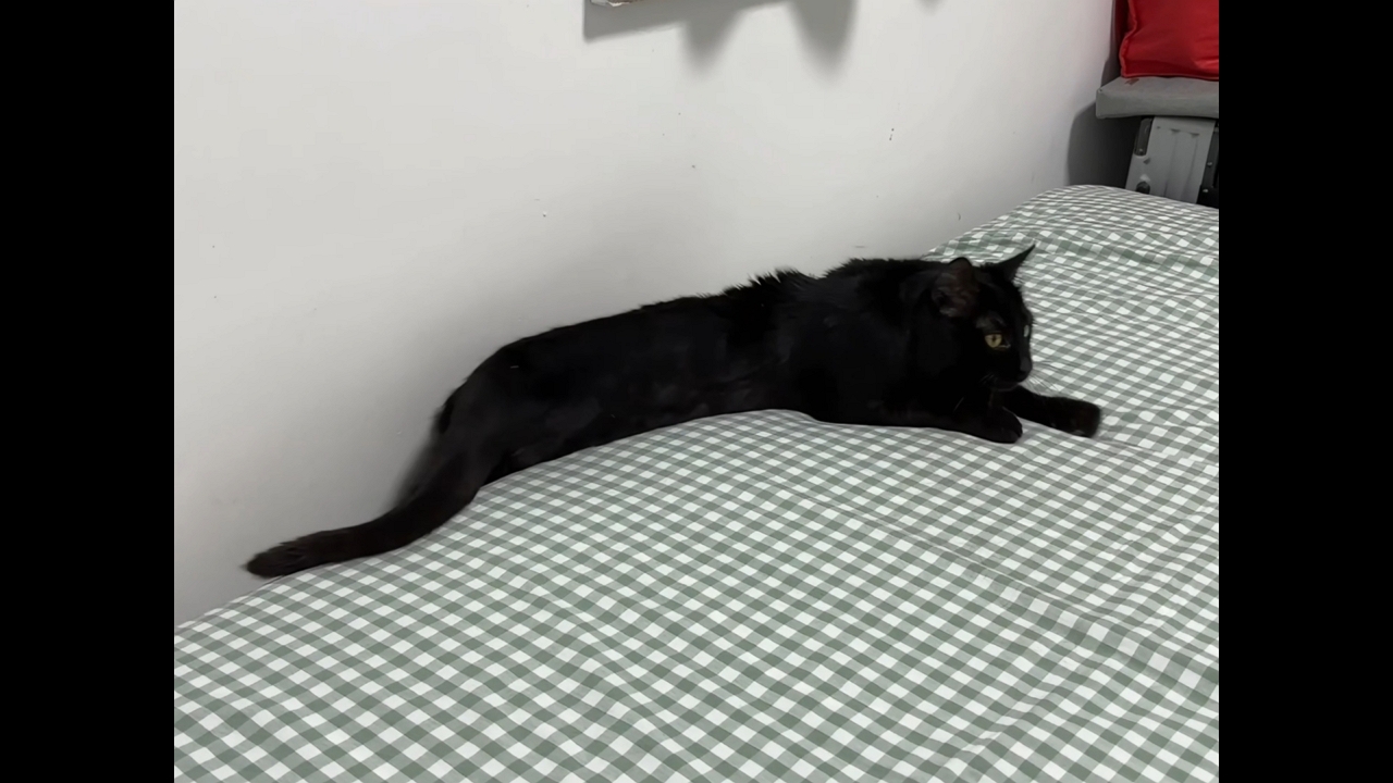 Video thumbnail for Playful Cat Gets Stuck Between Bed and Wall!
